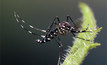 Aedes albopictus male. © ECDC/Francis Schaffner