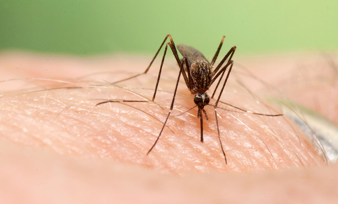 Aedes japonicus female. © ECDC/Francis Schaffner