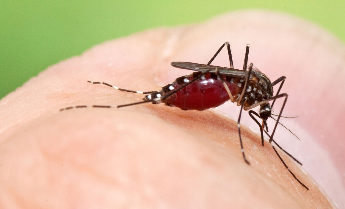 Aedes koreicus female. © ECDC/Francis Schaffner