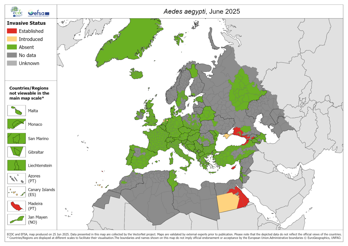Aedes aegypti map June 2025