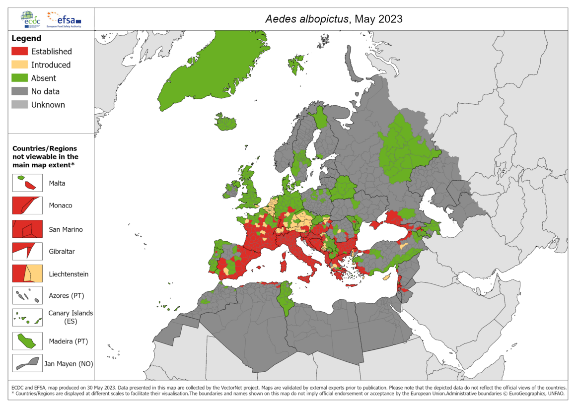 Aedes albopictus 2023