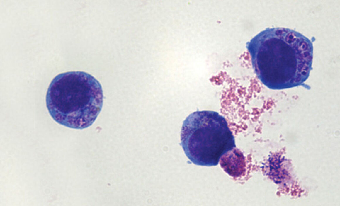 Anaplasma phagocytophilum cultured in human
