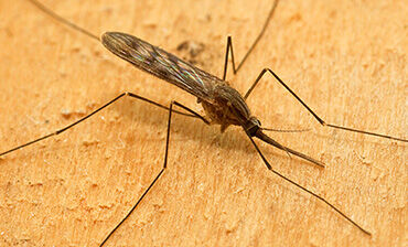 Anopheles maculipennis s.l. Female. © ECDC/Francis Schaffner