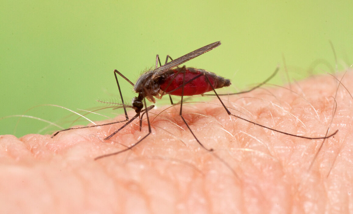 Anopheles plumbeus s.l. Female. © ECDC/Francis Schaffner