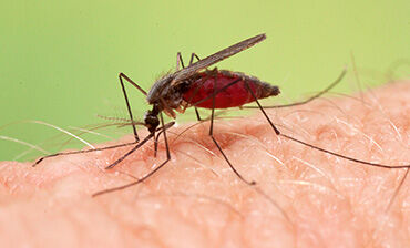 Anopheles plumbeus s.l. Female. © ECDC/Francis Schaffner