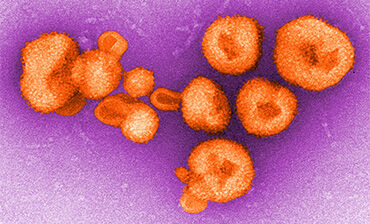 Arenavirus. Credit: CDC/ Charles Humphrey