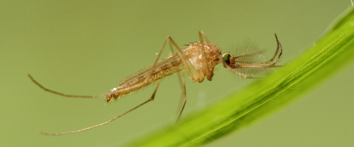 Culex Pipiens male. © ECDC/Guy Hendrickx