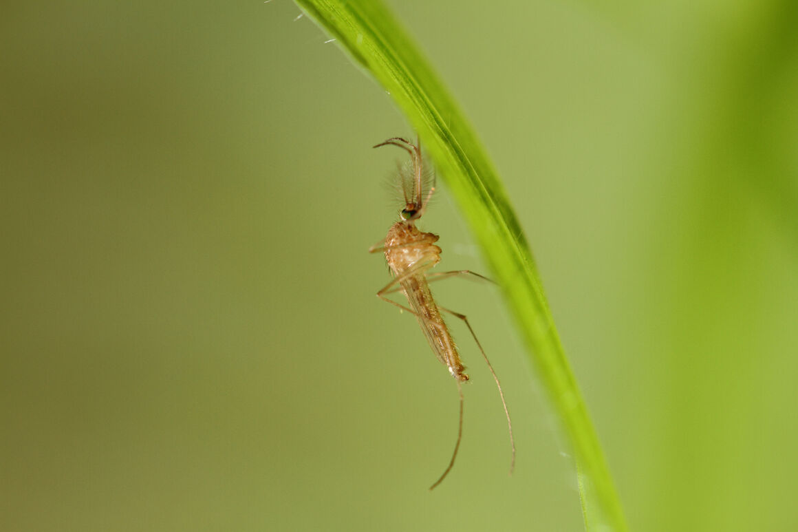 Culex pipiens 