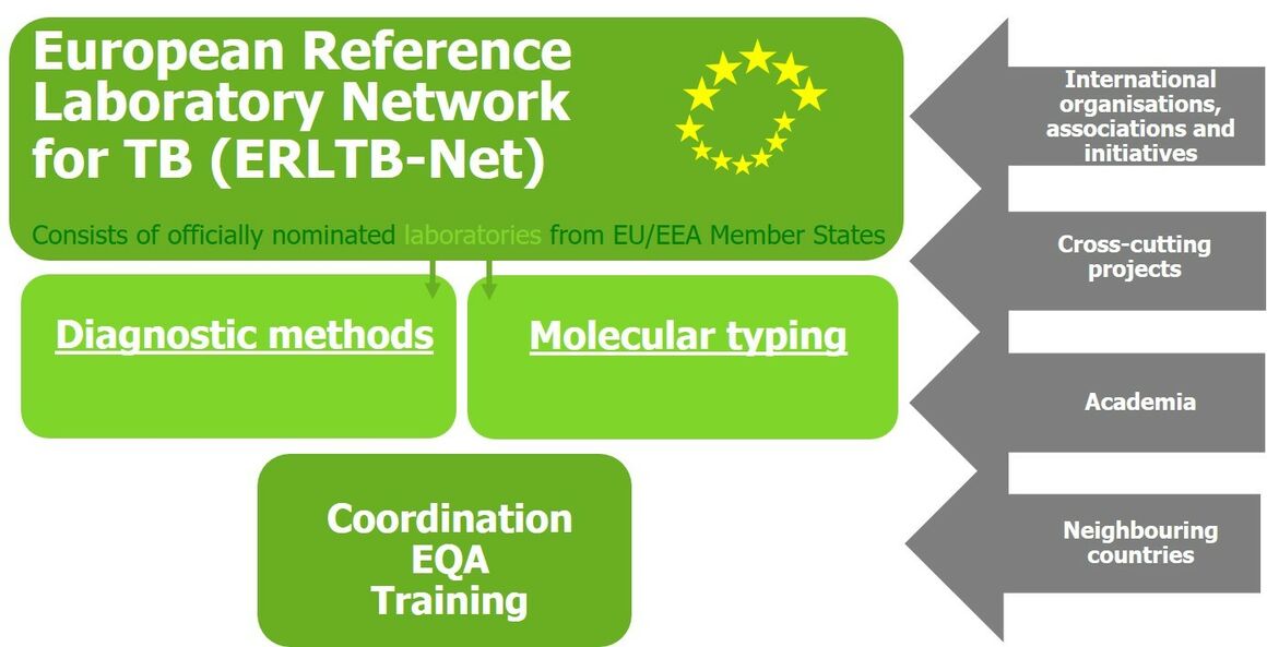 ERLTB-Net structure