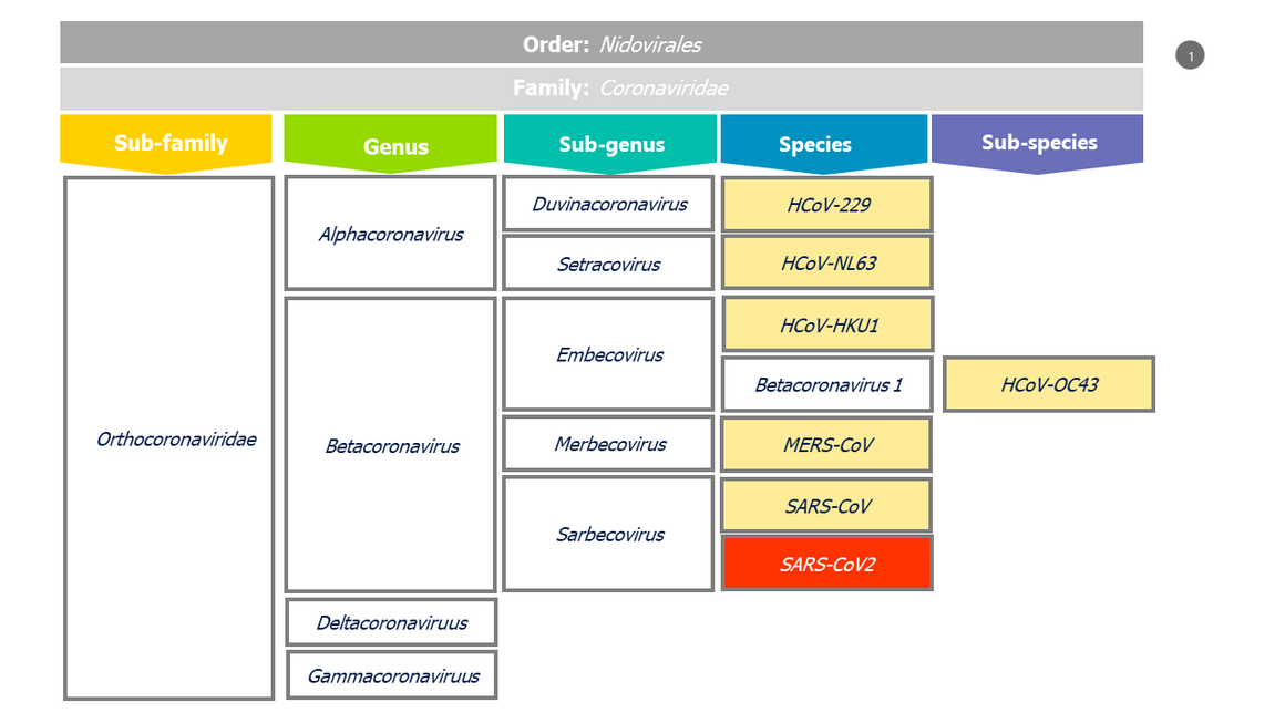 Coronavirus taxonomy