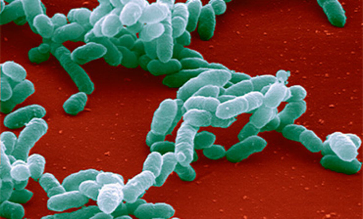 Haemophilus influenzae bacteria. © Science Photo Library