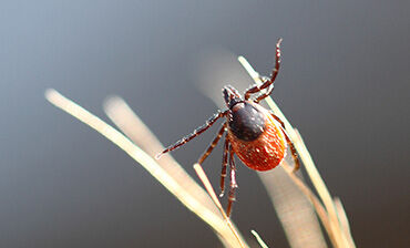 Ixodes Ricinus female. © ECDC/Guy Hendrickx