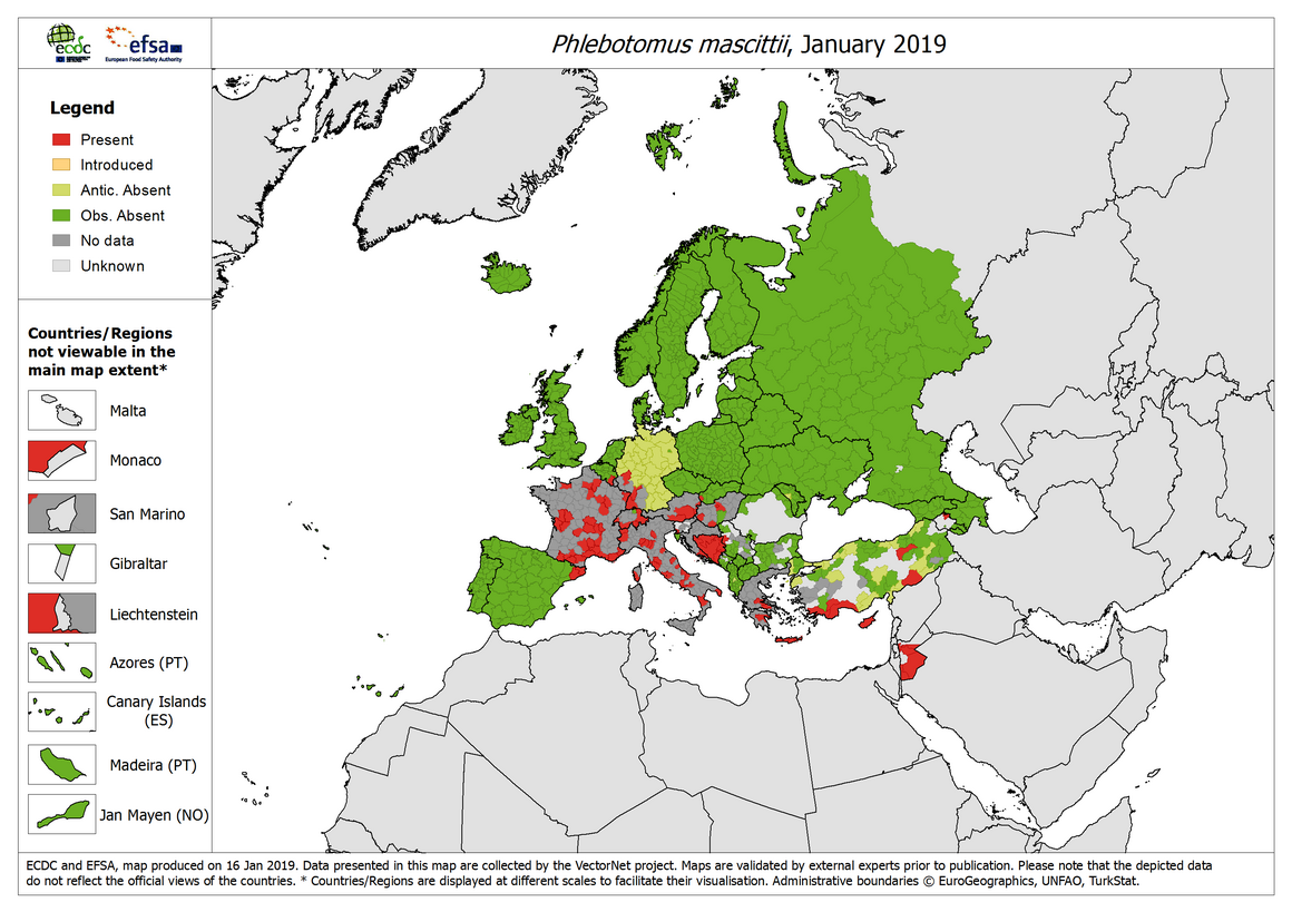 Phlebotomus mascittii - current known distribution: January 2019