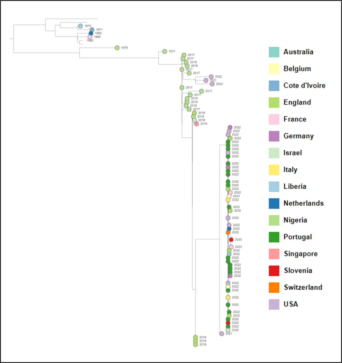 Phylogenetic tree of MPXV sequences from West African clade as of 8 June 2022