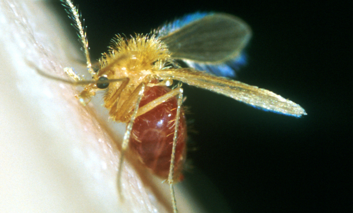 Phlebotomine sand flies - Factsheet for experts