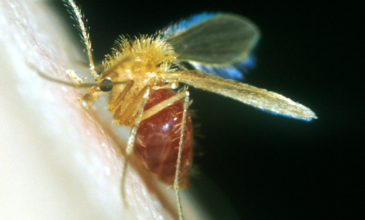 Flies Types in Egypt and How to Get rid of Flies