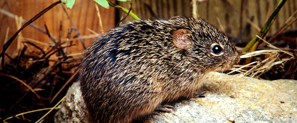 Sigmodon Hispidus. Credit: CDC/ James Gathany