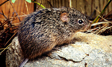 Sigmodon Hispidus. Credit: CDC/ James Gathany