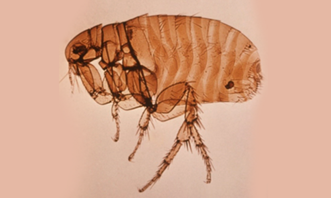 Adult rat flea - Xenopsylla cheopis,