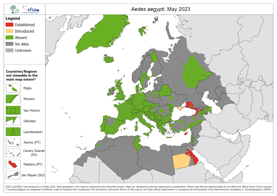 Aedes Aegypti 2023