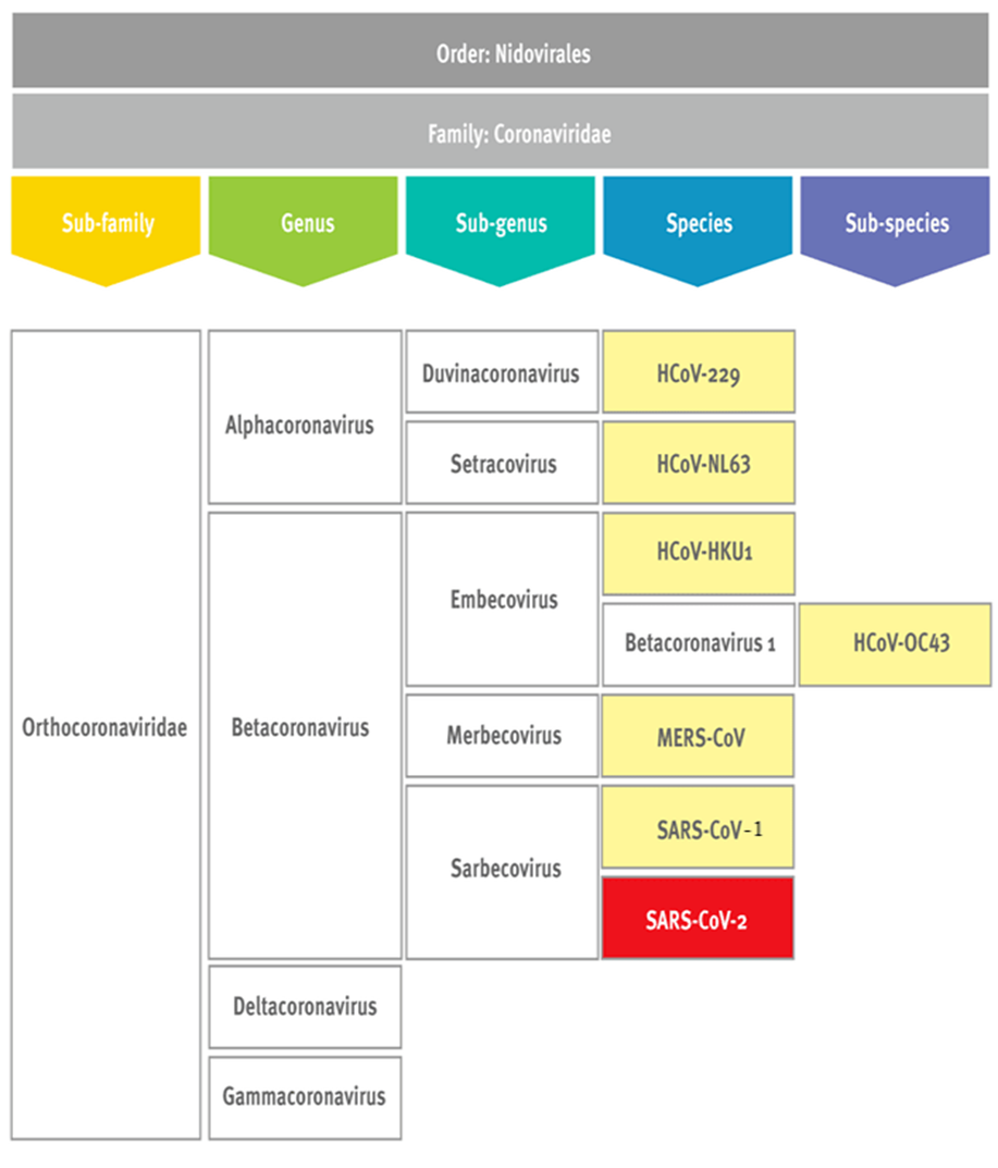 Table with information on coronaviruses