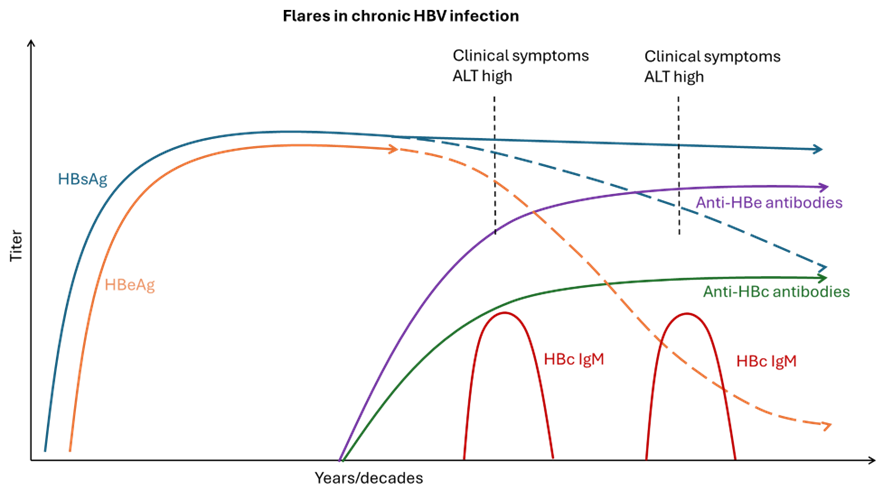 Flares in chronic HBV infections