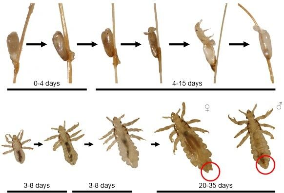 Developmental cycle of the human head louse