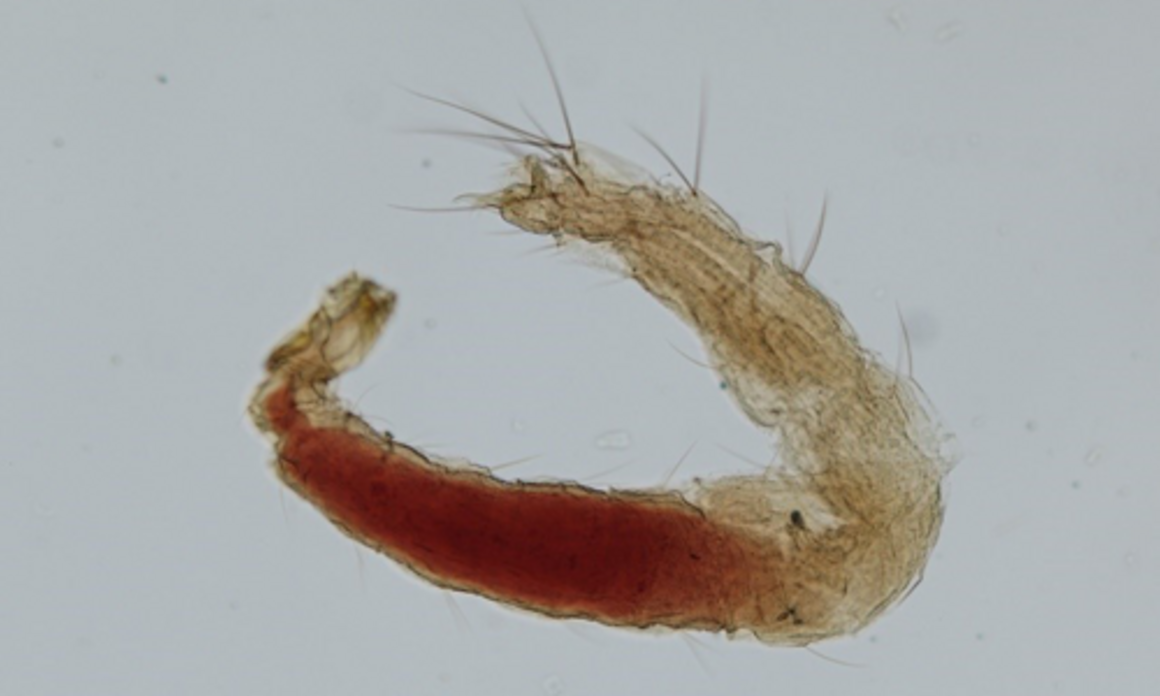 Larva of Ctenocephalides spp.