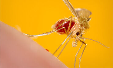 Phlebotomus papatasi sandfly. Credit: CDC/ Frank Collins