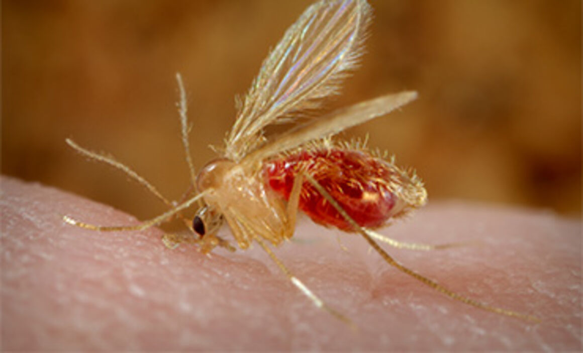 Phlebotomine sand flies - Factsheet for experts