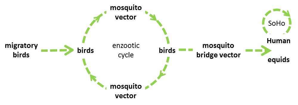 West Nile virus transmission cycle