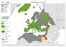 Aedes aegypti map June 2025
