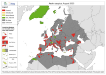 Aedes caspius - current known distribution: August 2023