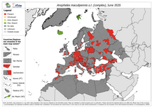 Anopheles maculipennis s.l. - current known distribution: May 2020