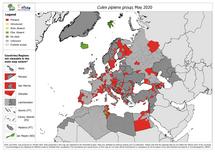 Culex pipiens group - current known distribution: May 2020