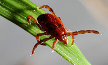 Tick_H Thumbnail
