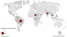 Geographical distribution of chikungunya virus disease cases reported worldwide, January to December 2020