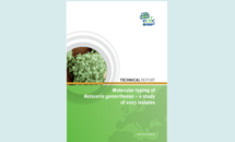 Cover of the technical report on Molecular typing of Neisseria gonorrhoeae – a study of 2013 isolates Thumbnail