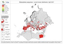 Rhipicephalus sanguineus - current known distribution, as of April 2017 Thumbnail