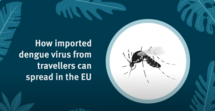 Video on how dengue can spread in the EU