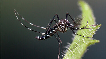 Aedes-Albopictus2_H Thumbnail