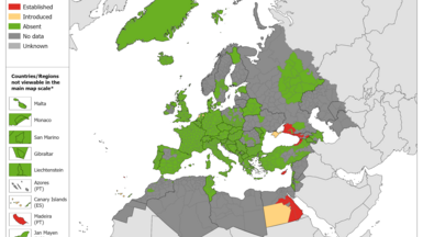Aedes aegypti map June 2025