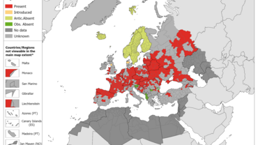 Dermacentor reticulatus - current known distribution: October 2023