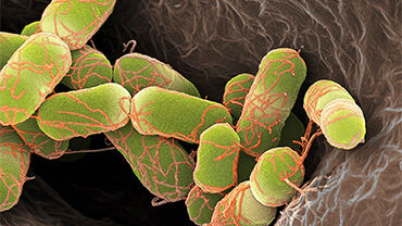 Escherichia coli bacteria, SEM. © Science Photo Library