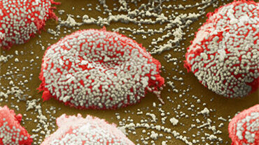 Flu virus particles on red blood cells. © Science Photo Library
