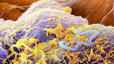 Listeria bacteria, SEM. © Science Photo Library