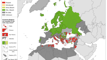 Phlebotomus perfiliewi - current known distribution: October 2023