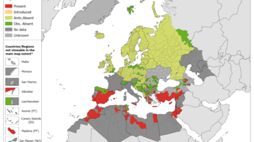 Phlebotomus sergenti - current known distribution: October 2023