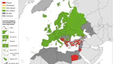 Phlebotomus tobbi - current known distribution: October 2023