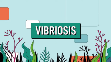 Cover Vibriosis animation